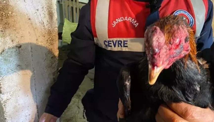 Horoz dövüştürerek kumar oynayan 7 kişiye, toplam 95 bin 487 lira ceza