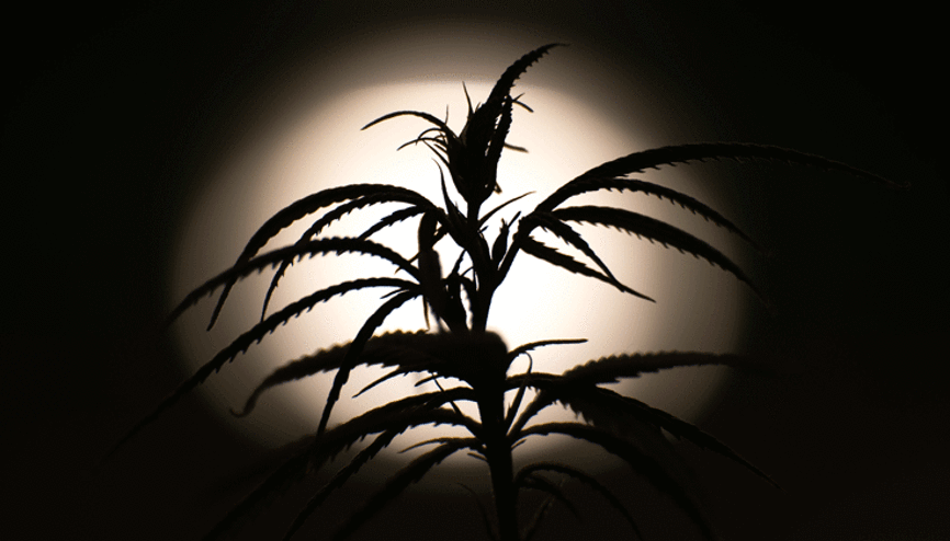 Kenevir yasası yarın Meclis’te