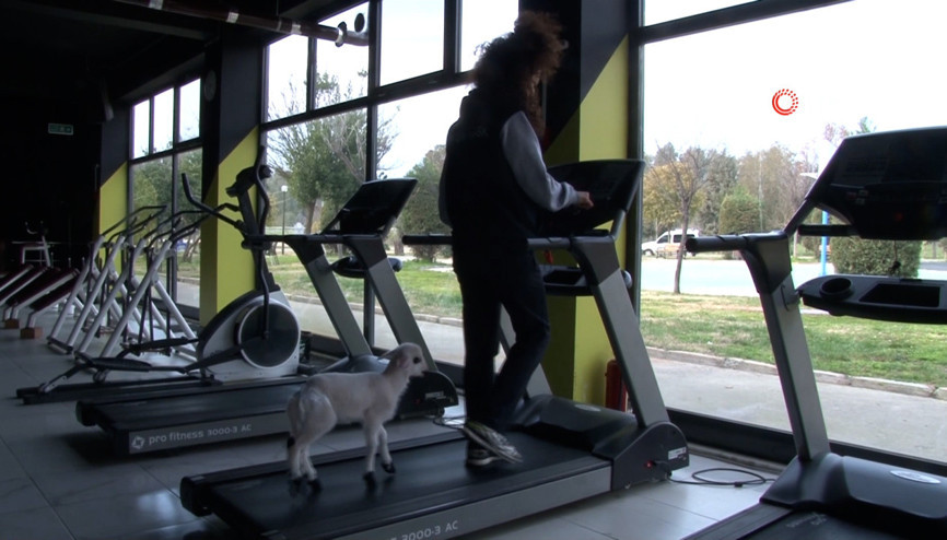 Bu kuzu koşu bandında yürüyüp, spor yapıyor
