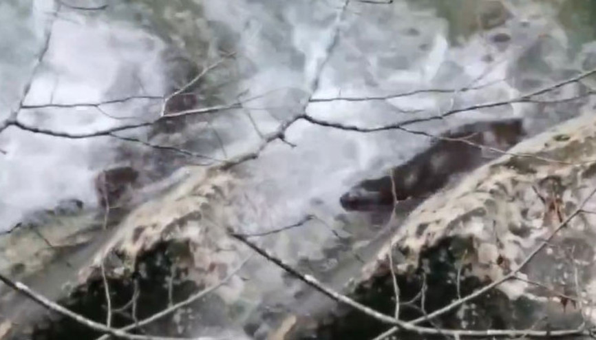 Bakan Yumaklı paylaştı: Kastamonudaki eşsiz doğal yaşamın bu seferki sürprizi Su Samuru oldu