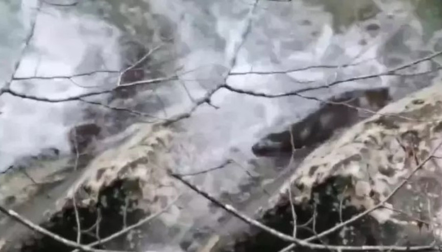 Bakan Yumaklı: Kastamonudaki eşsiz doğal yaşamın bu seferki sürprizi Su Samuru oldu