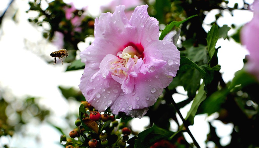 3. CEMRE DÜŞME TARİHİ 2024 | Üçüncü (3.) cemre ne zaman düşecek, düştü mü, hangi gün düşecek Cemre nedir Sıcaklıklar artıyor