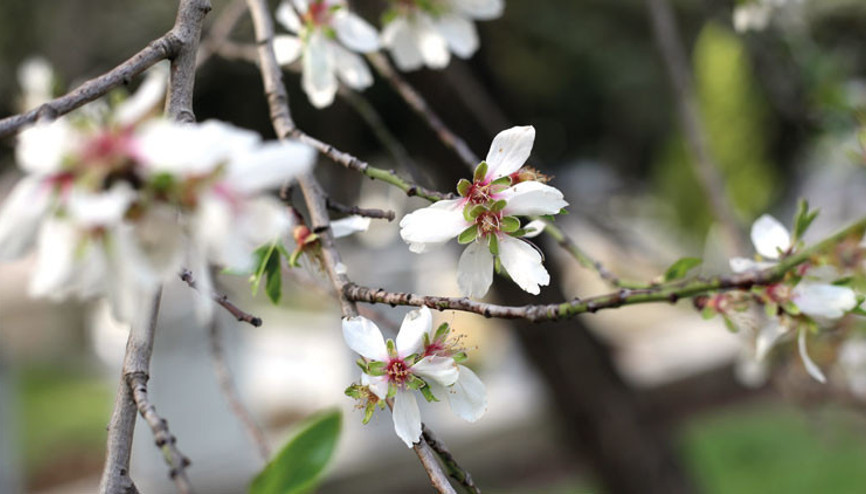 Bizi yalancı bahar yakacak