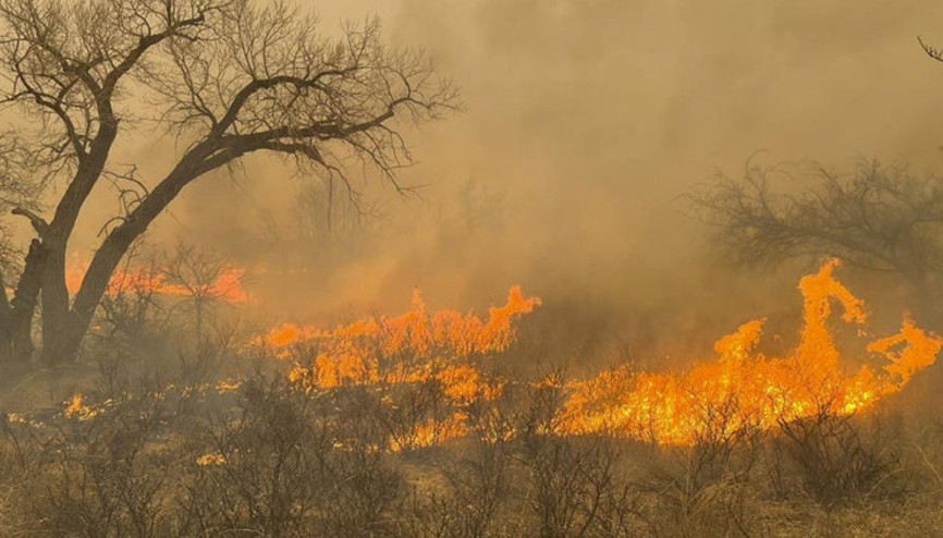 Texasda 1 milyon dönümlük alan küle döndü