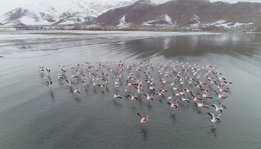 Flamingolar hâlâ göç etmedi