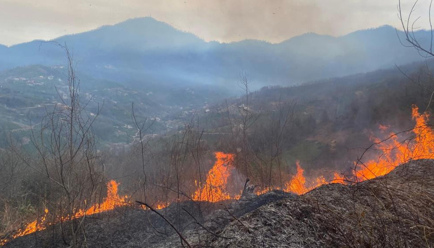 Artvin’de orman yangını