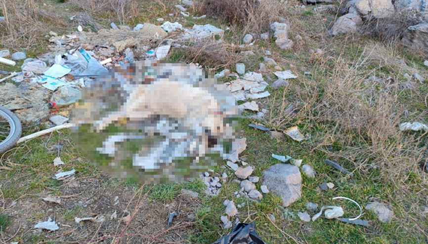 Ankarada vahşet Sokak köpeği, ağzı ve ayakları plastik kelepçeyle bağlı olarak ölü bulundu