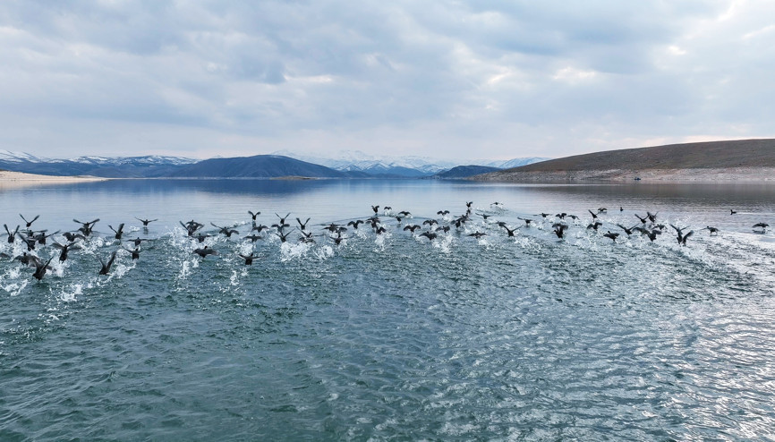 Küresel ısınma ile sayıları azalan su kuşları için Tuncelide envanter çalışması: 11 türde 10 bin kuş var