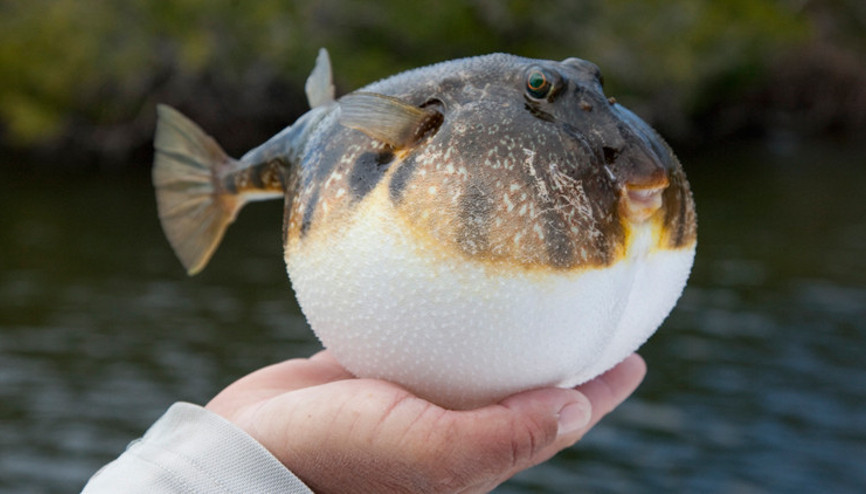 Balon balığı avlayana 25 lira