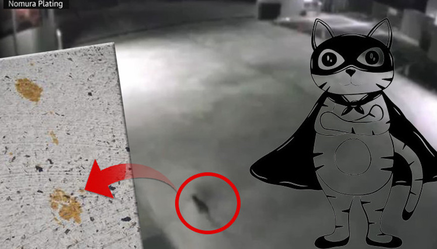 Film değil gerçek: Süper kedi alarmı Kimyasalla dolu tanka düştü, polis her yerde onu arıyor..