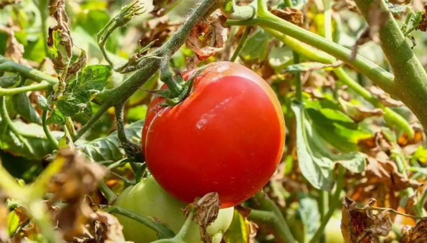 Domates tohumu ne zaman ekilir Bahçeye ekilen domates tohumu kaç günde çimlenir Domates tohumu ne zaman ekilir Bahçeye ekilen domates tohumu kaç günde çimlenir