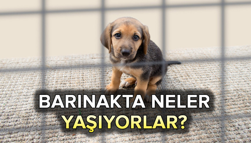 Gül bahçesi değil Sokak köpekleri barınakta neler yaşıyor İşte 12 madde de içeride olanlar