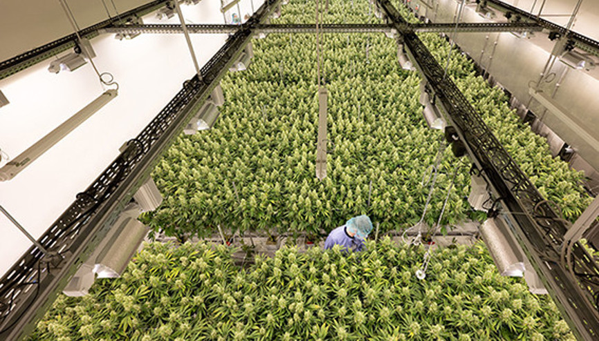 Çok tartışmalı Esrar Yasası’na Eyaletler Meclisi onay vermeyecek