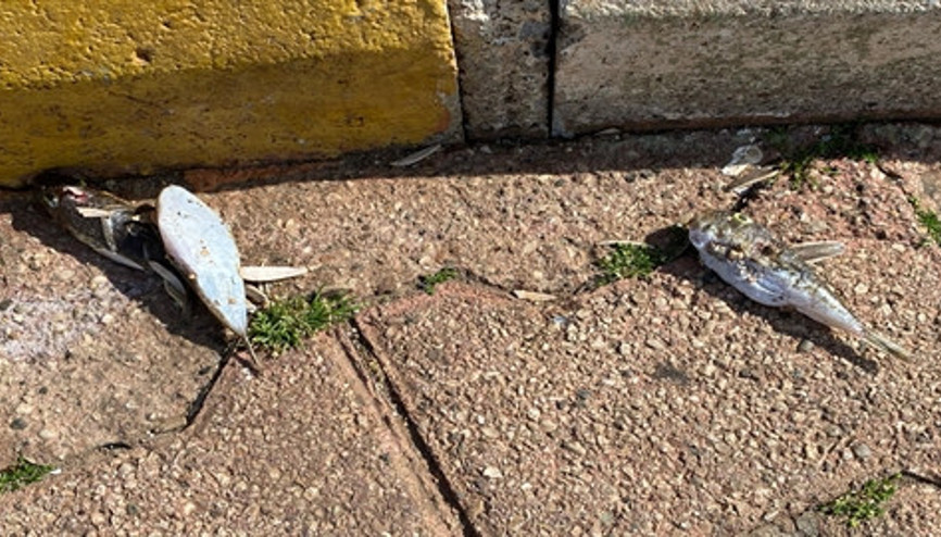 Karada ölüm uyarısı Kedi, köpek ve sokak hayvanları tehlikede...