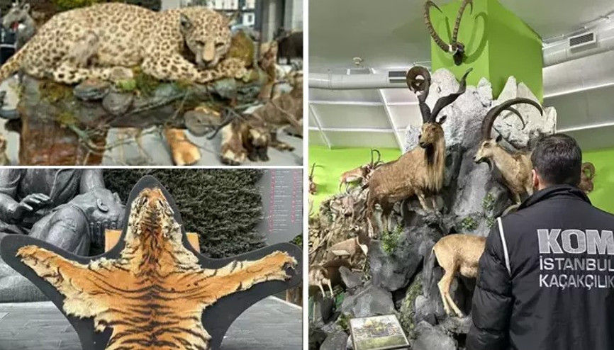 85 yaşındaki avcının kaçak hayvan müzesi... Türkiyedeki son Anadolu kaplanını öldürmüş