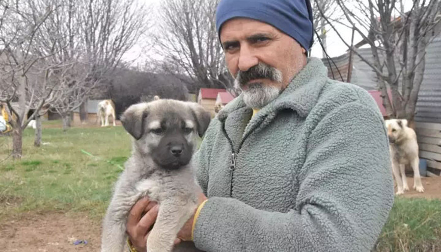 İklim değişikliği Kangal ırkını vurdu: Hormonları eşleşmeye müsait olmadı