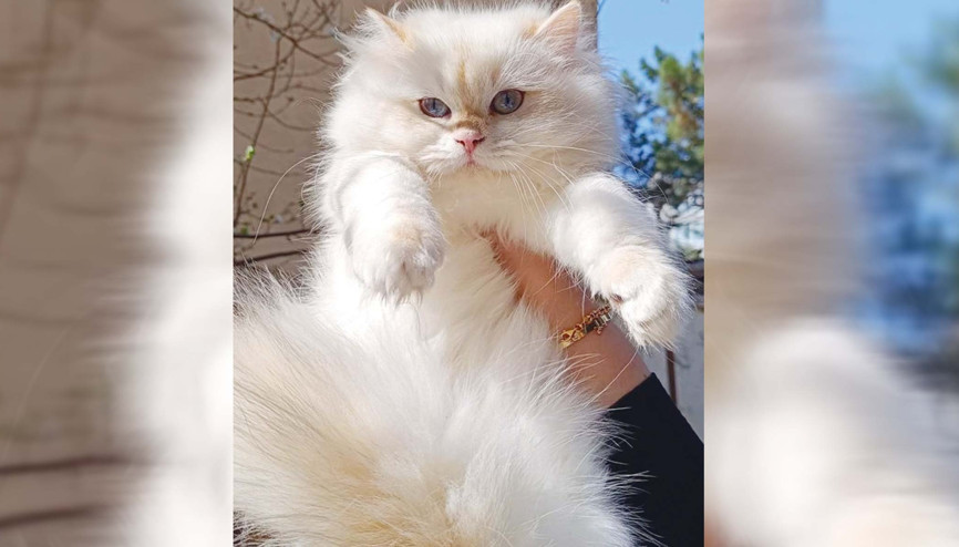 Bunun adı hayvan sevgisi değil