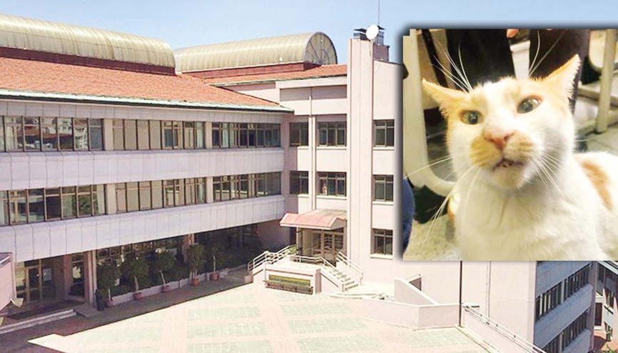 Kedi Faruk düştü mü atıldı mı