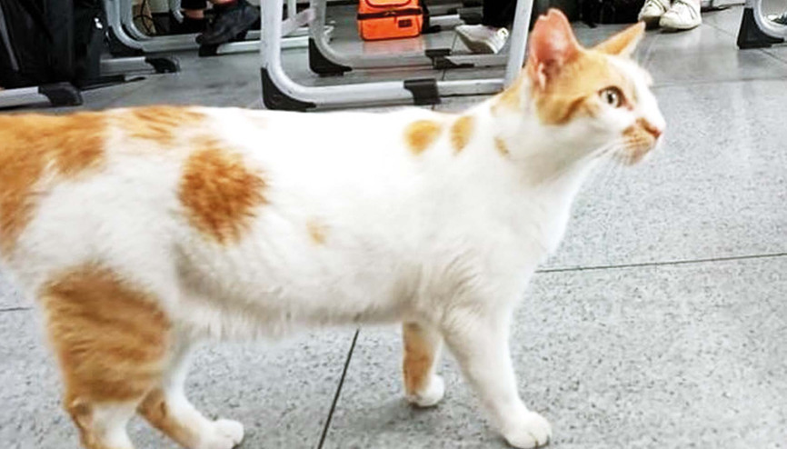 Kedi ‘faruk’ gözetmeni yedi