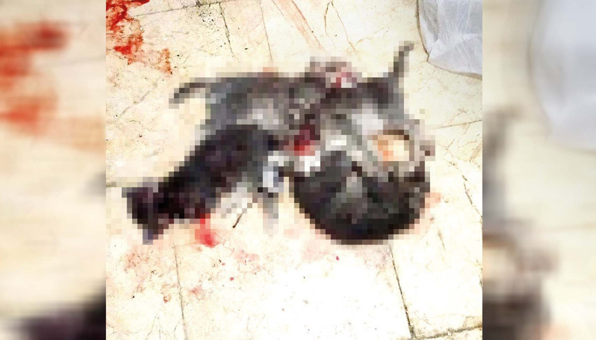 Bu vicdansız bulunsun