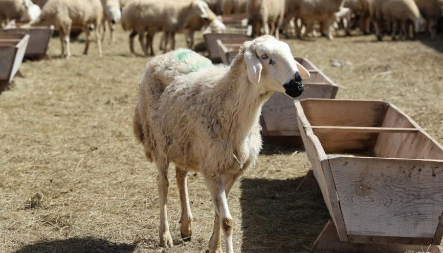 42 bin lira maaşa çoban bulunamıyor