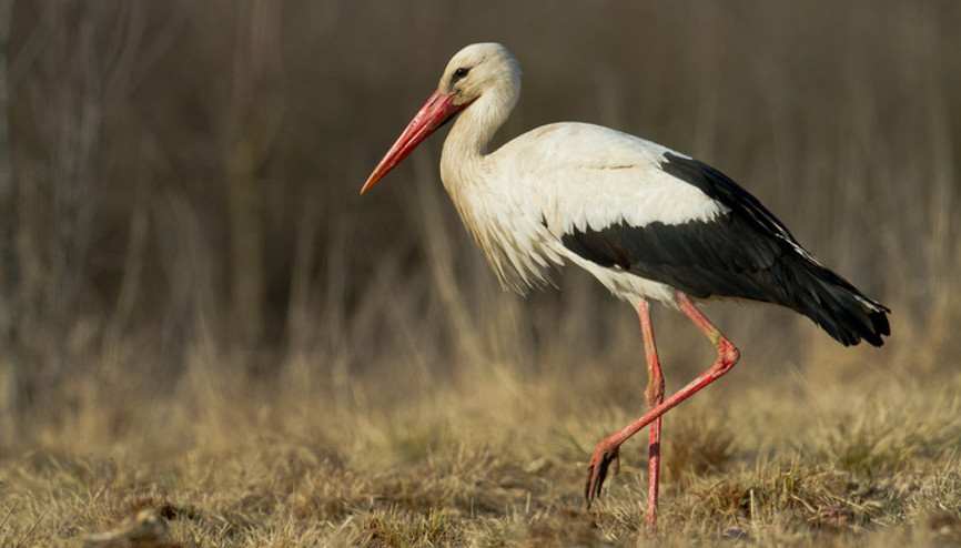 Leylek görüldü mü 2024 Nisan ayında marteniçka bilekliği çıkarılır mı