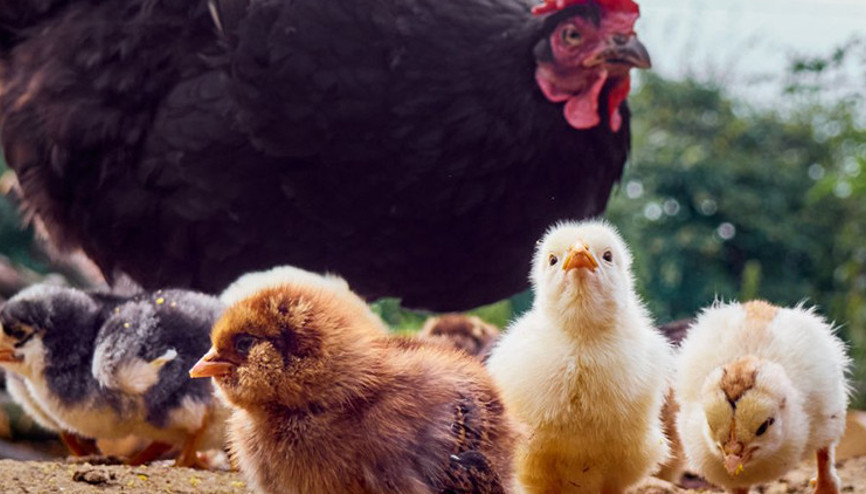 ABDde kuş gribi endişesi