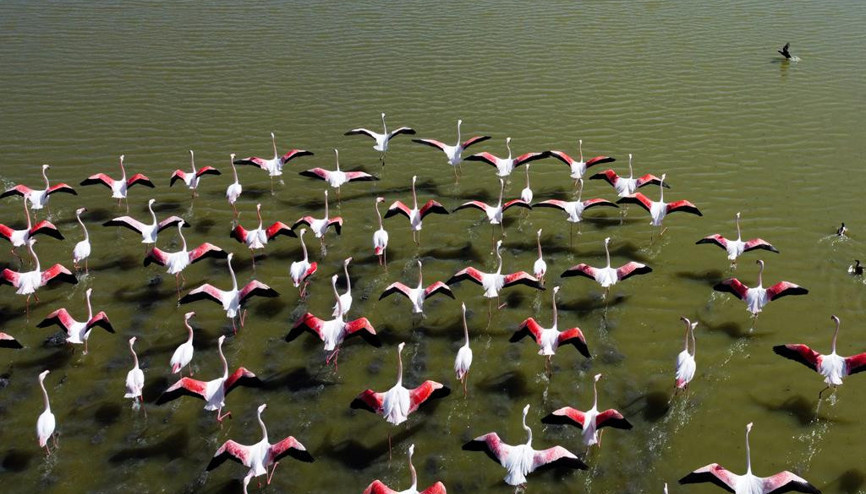 Allı turnalardan görsel şölen