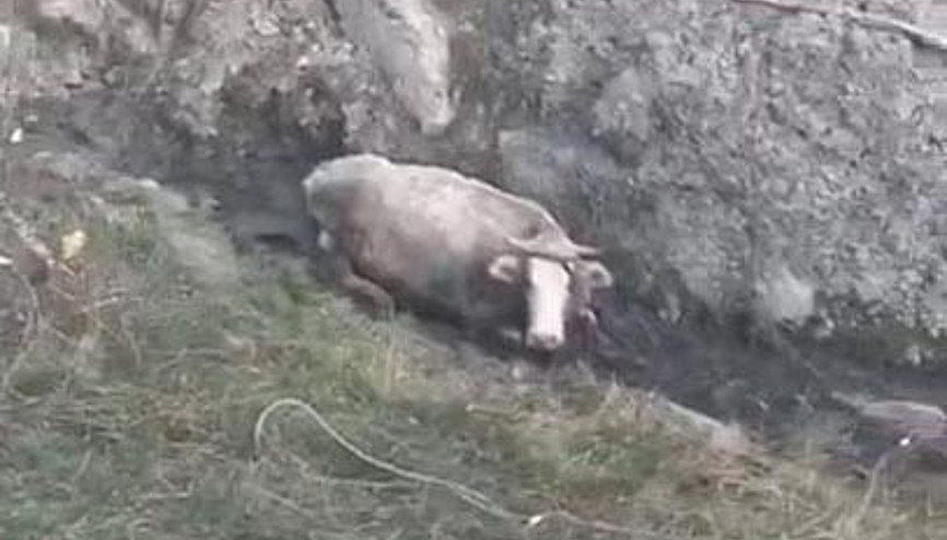 Dereye düşen hamile inek saatler sonra kurtarıldı