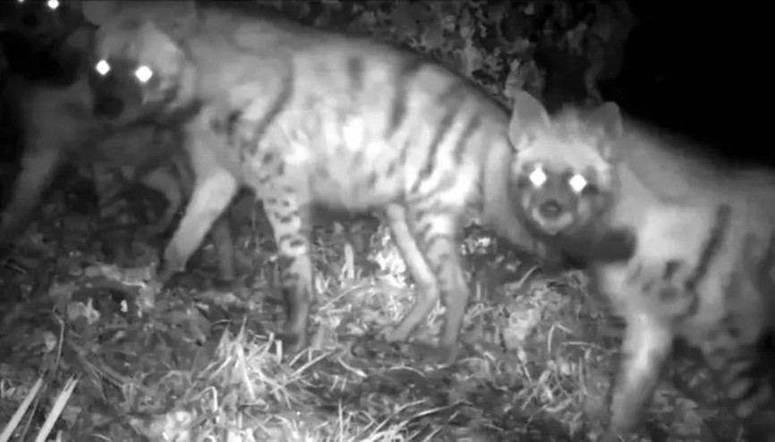 Çizgili sırtlan fotokapana yakalandı