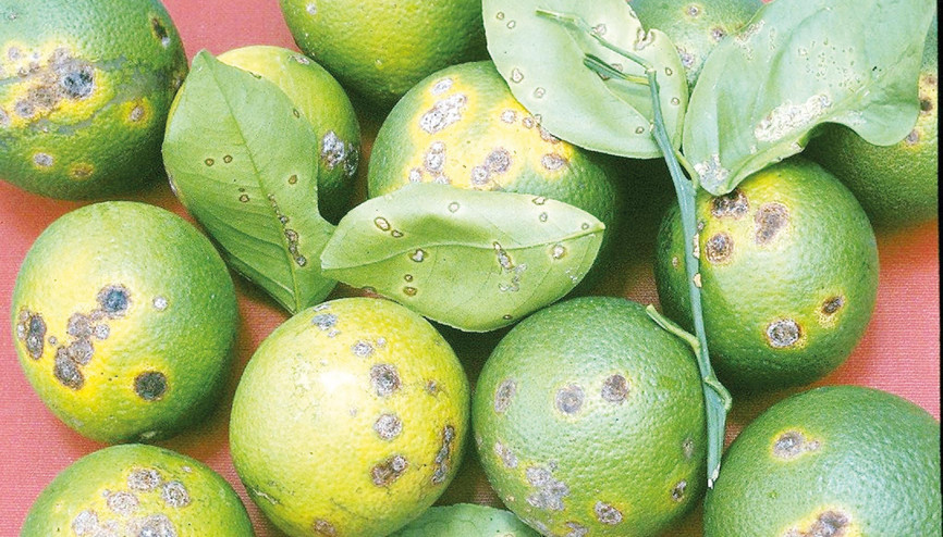 Narenciyede hastalık alarmı Narenciyede hastalık alarmı