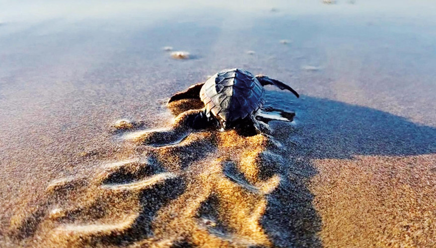 Turiste caretta uyarısı: beslemeyin