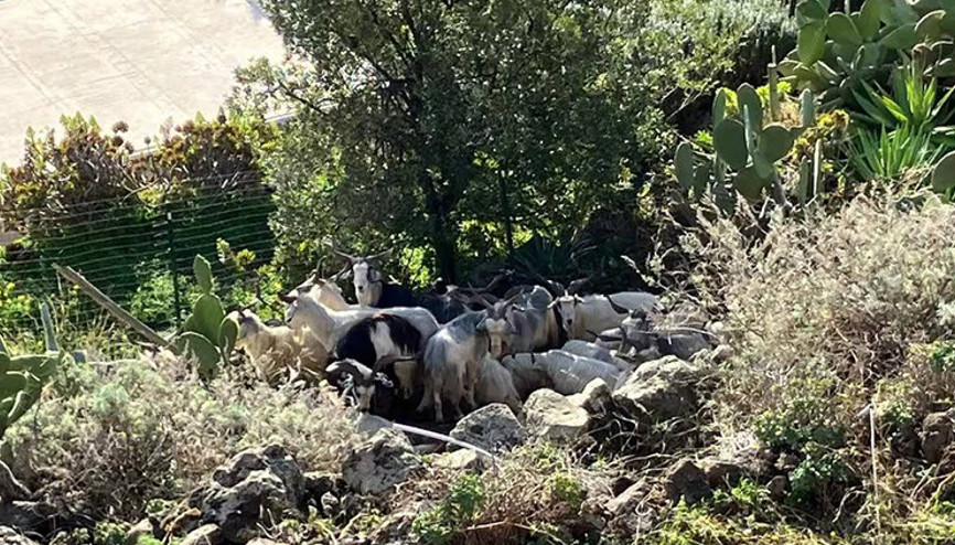 Yaban keçileri, nüfusun 6 katı oldu Belediye başkanı kampanya başlattı