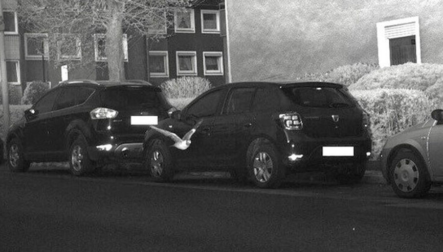 Güvercin hız sınırını aştı, radara yakalandı