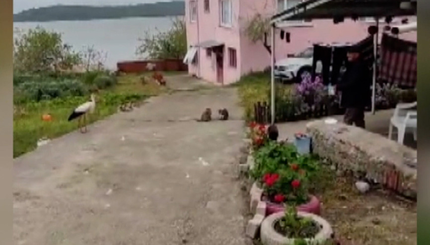 Balıkçı Adem Yılmaz, Yaren Leyleği ‘bayram şekerin diyerek balıklarla besledi