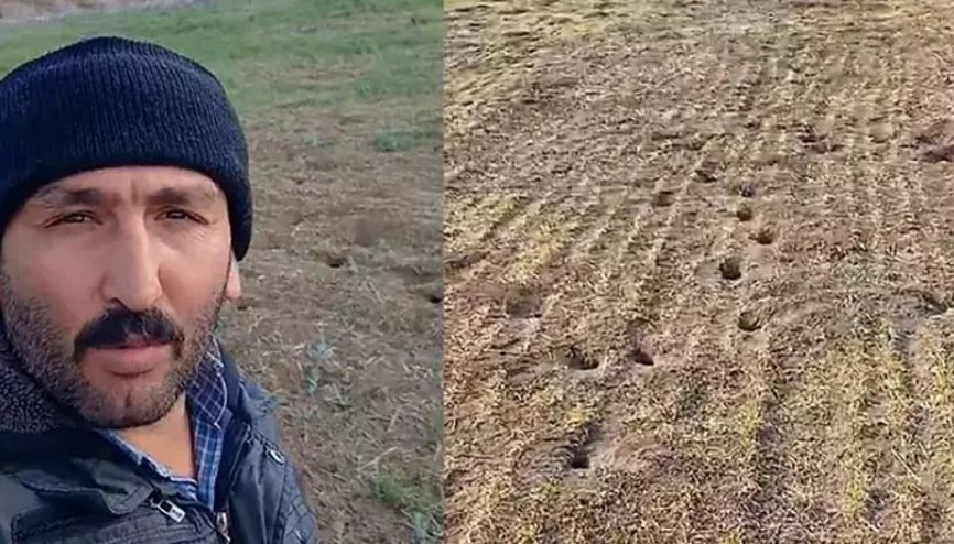 Ispartanın Keçiborlu ilçesinde tarlayı fareler bastı, üretici isyan etti