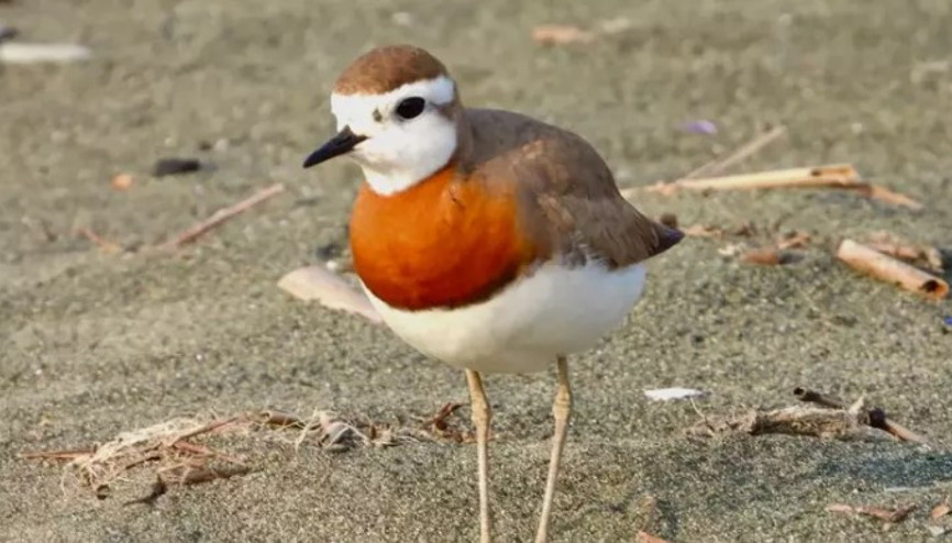 Nadir görülen Doğu cılıbıtı böyle görüntülendi