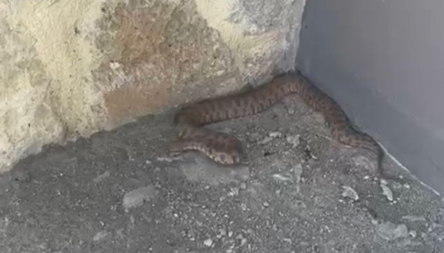 Tuncelide görüldü Isırığı bir insanı öldürmeye yetiyor