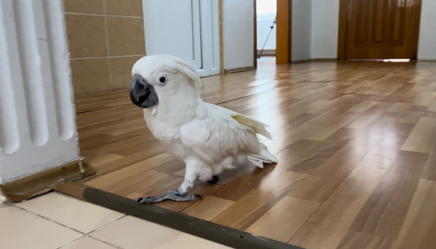 Videoları ile sosyal medyaya damga vurdu: Papağan Osman ilahi duyunca kendinden geçiyor