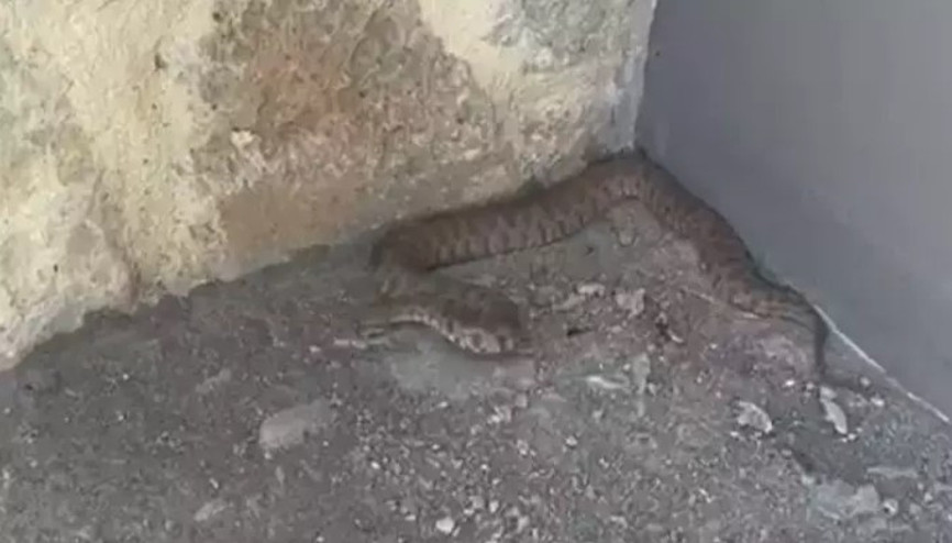 Isırığı bir insanı öldürmeye yetiyor Tuncelide böyle görüntülendi