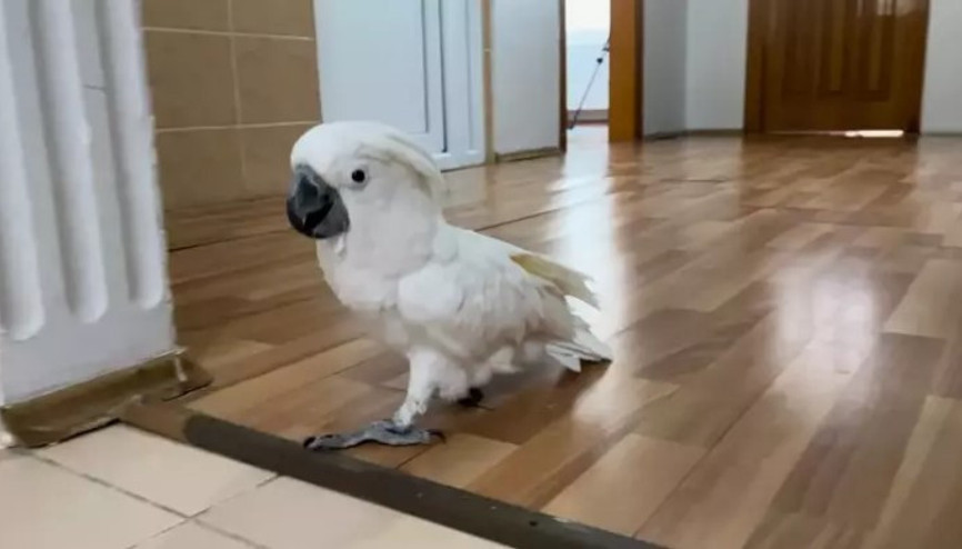 Videoları ile sosyal medyaya damga vurdu: Papağan Osman ilahi duyunca kendinden geçiyor
