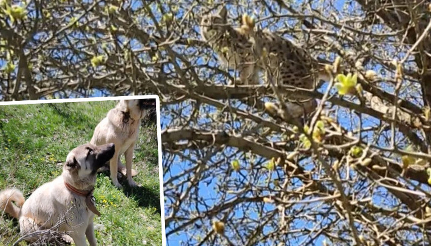 Sivasta vaşak, kendisini kovalayan Kangal köpeklerinden ağaca tırmanarak kurtuldu Sivasta vaşak, kendisini kovalayan Kangal köpeklerinden ağaca tırmanarak kurtuldu