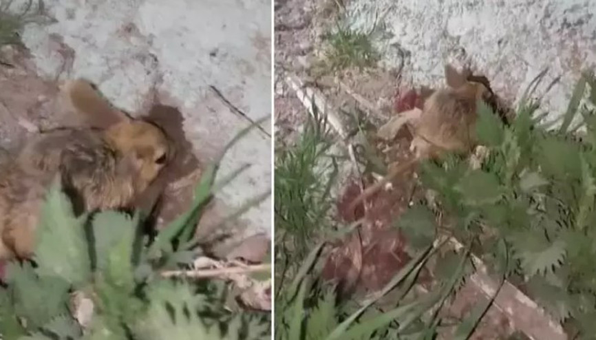 Sivasta caminin bahçesinde ‘Arap tavşanı’ görüntülendi