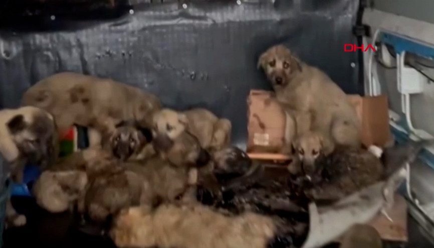 Zifte bulanmış yavru köpekler, bebek ve zeytinyağı ile temizlendi