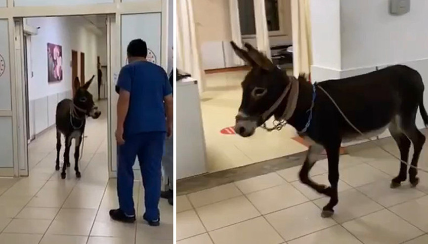 Yalovada eşek, hastanenin acil servisinde görüntülendi