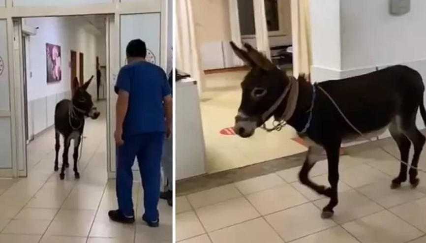 Yalovada eşek, hastanenin acil servisinde görüntülendi İşte o anlar