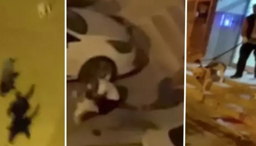 Adanada evden kaçan pitbull sahibini ve 2 kişiyi yaraladı