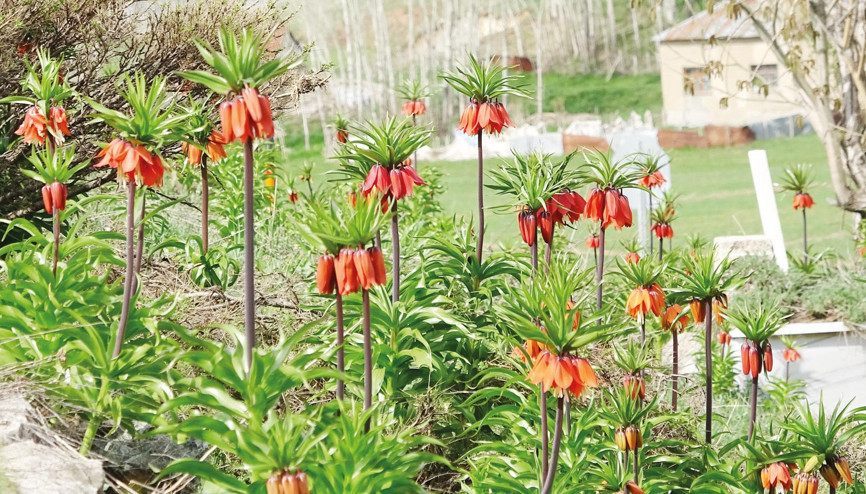 ‘Ters laleler’ çiçek açtı