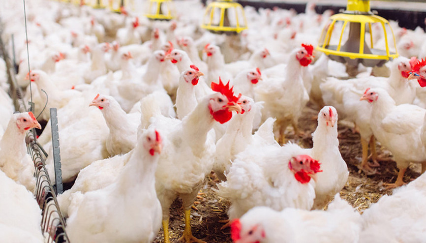 Ticaret Bakanlığı harekete geçti: Beyaz ete ihracat yasağı geliyor