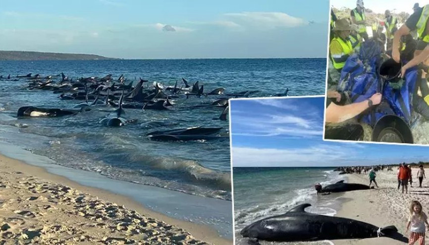 Avustralyada 28i ölü onlarca pilot balina kıyıya vurdu